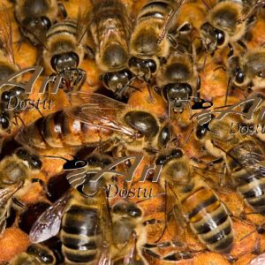 Bal arısı ırkları, Türkiye, Anadolu arısı (Apis mellifera anatoliaca), Honey bee races, Anatolian bee (Apis mellifera anatoliaca), Turkey