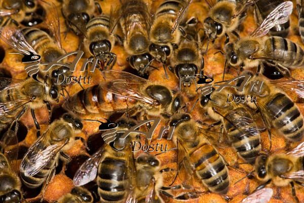 Bal arısı ırkları, Türkiye, Anadolu arısı (Apis mellifera anatoliaca), Honey bee races, Anatolian bee (Apis mellifera anatoliaca), Turkey