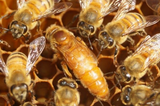 İtalyan Bal Arısı (Apis Mellifera Ligustica)