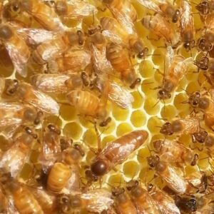 İtalyan Bal Arısı (Apis Mellifera Ligustica)